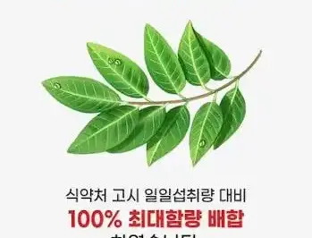 바나바잎추출물