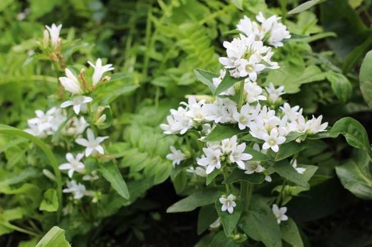 다이크로스타키스 글로메라타 추출물(Dyglomera®)