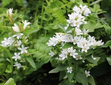 다이크로스타키스 글로메라타 추출물(Dyglomera®)