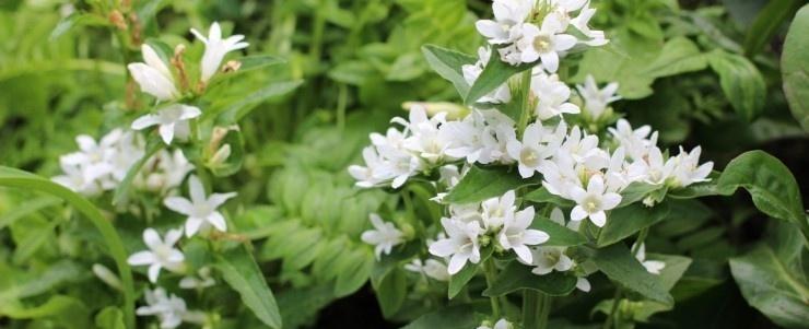 다이크로스타키스 글로메라타 추출물(Dyglomera®)